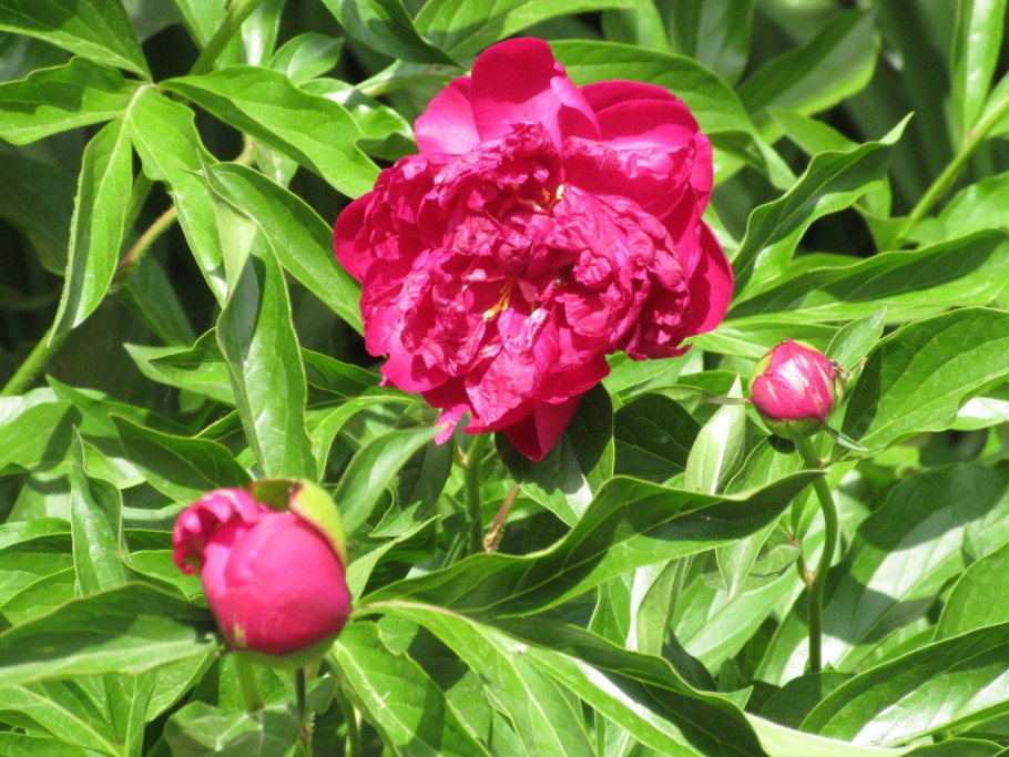 Пион Кукус нест