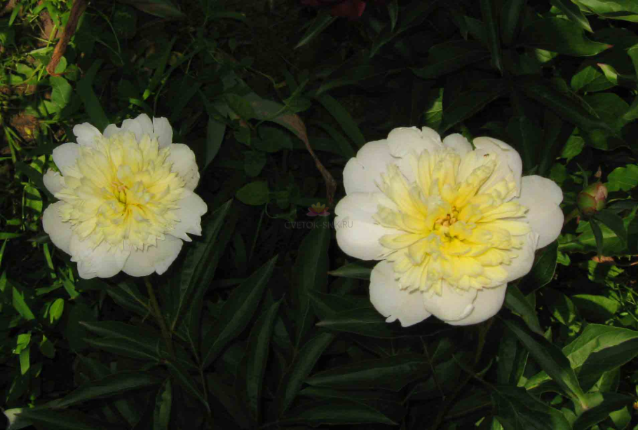 Пион Сюзетт