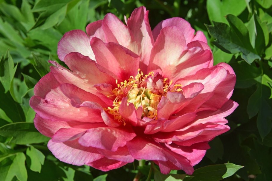 Пион Гарден Треже