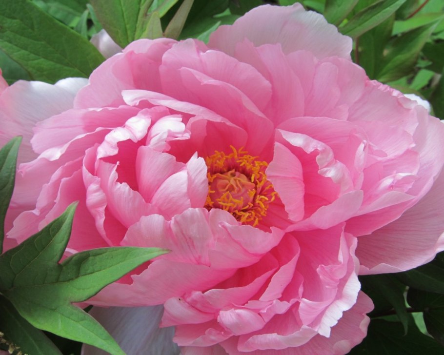 Пион Кристал Доун