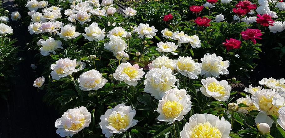 Пион Пинк Спитцер