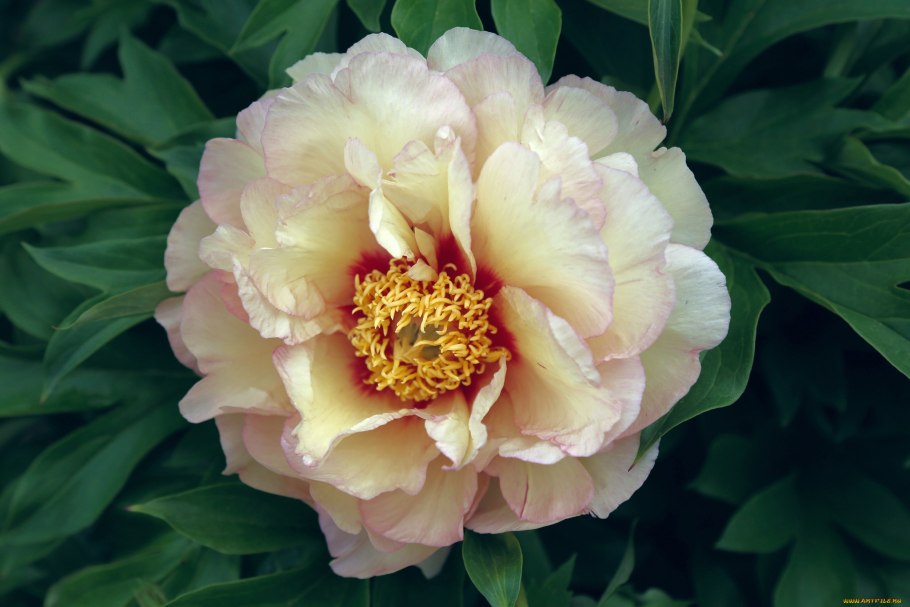 Пион кремовый