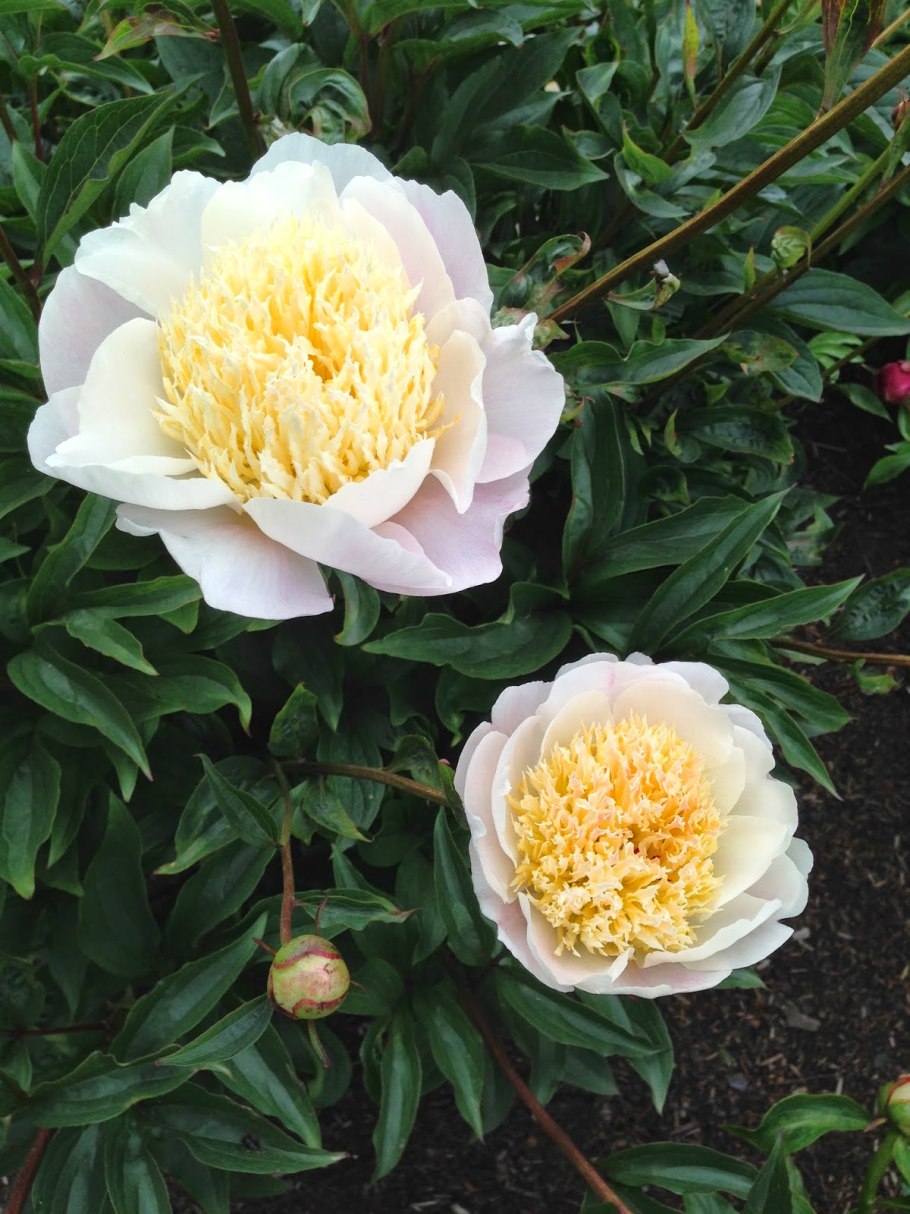 Пион ледяной Бриз