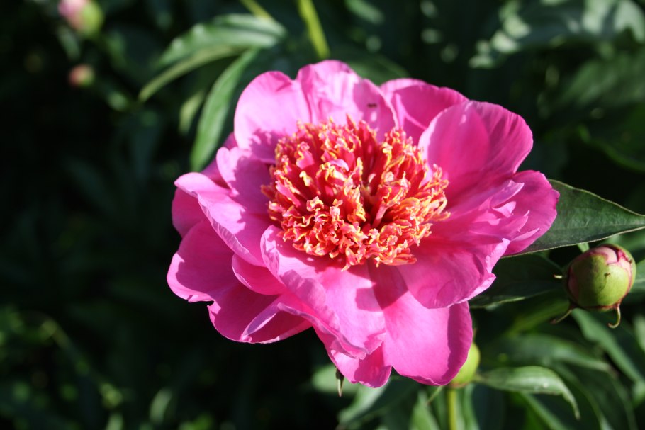 Пион молочноцветковый neon