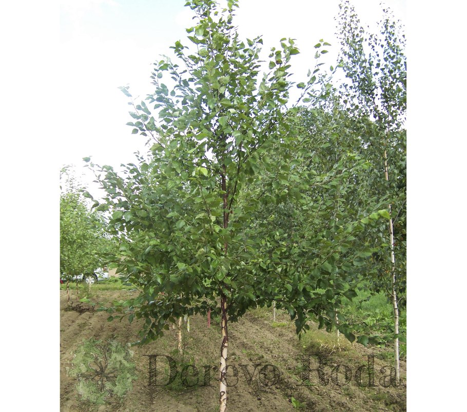 Береза пушистая Betula pubescens высота