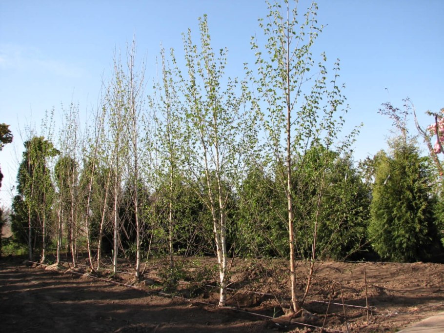 Берёза пушистая летом