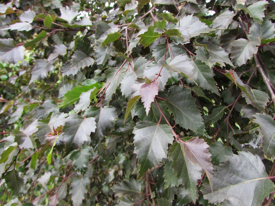 Betula Alba – береза Литвинова