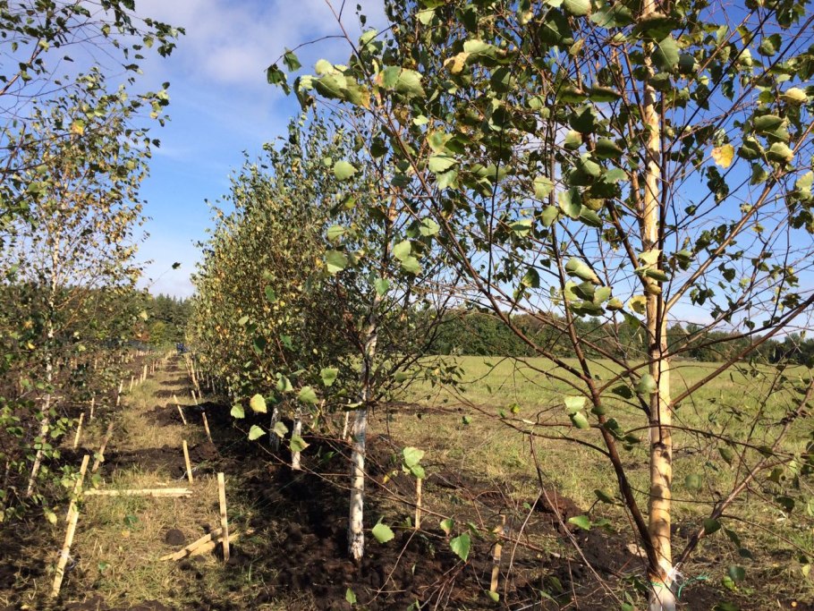 Береза пушистая Betula pubescens
