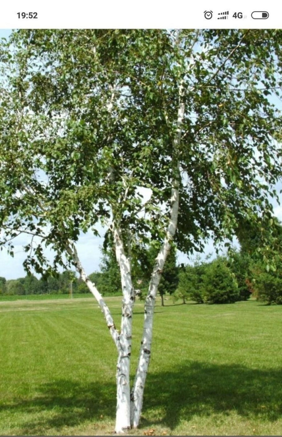 Береза пушистая Betula pubescens