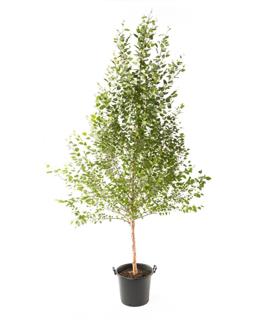 Береза повислая Betula pendula