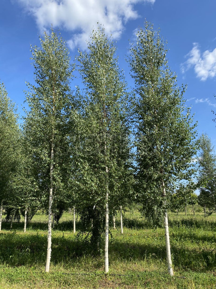 Береза обыкновенная (Betula Alba)