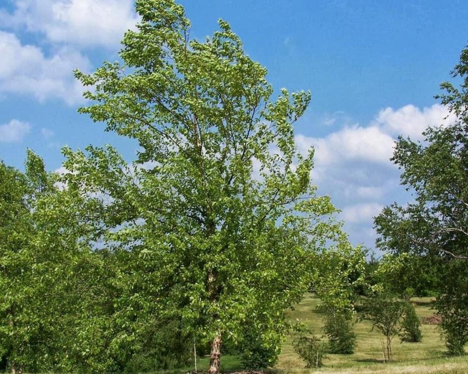 Берёза плакучая крупномер