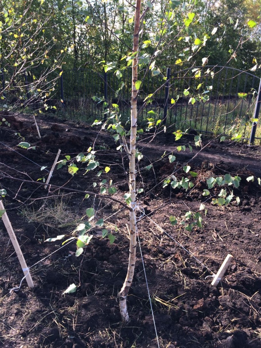 Русские деревья