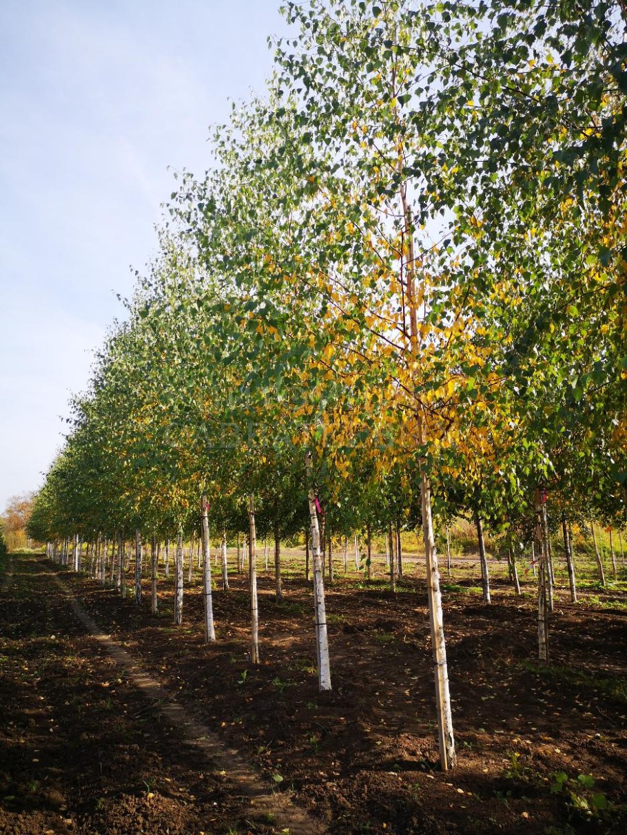 Береза Betula utilis