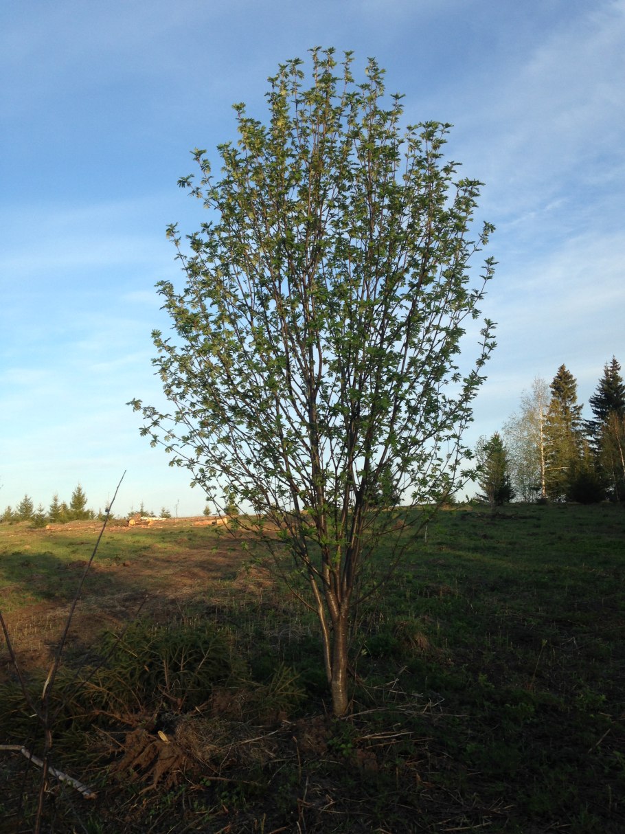 Зимостойкость береза пушистая