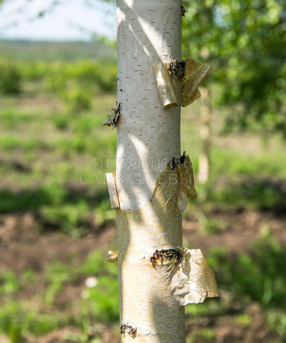 Береза повислая Zwitsers Glorie