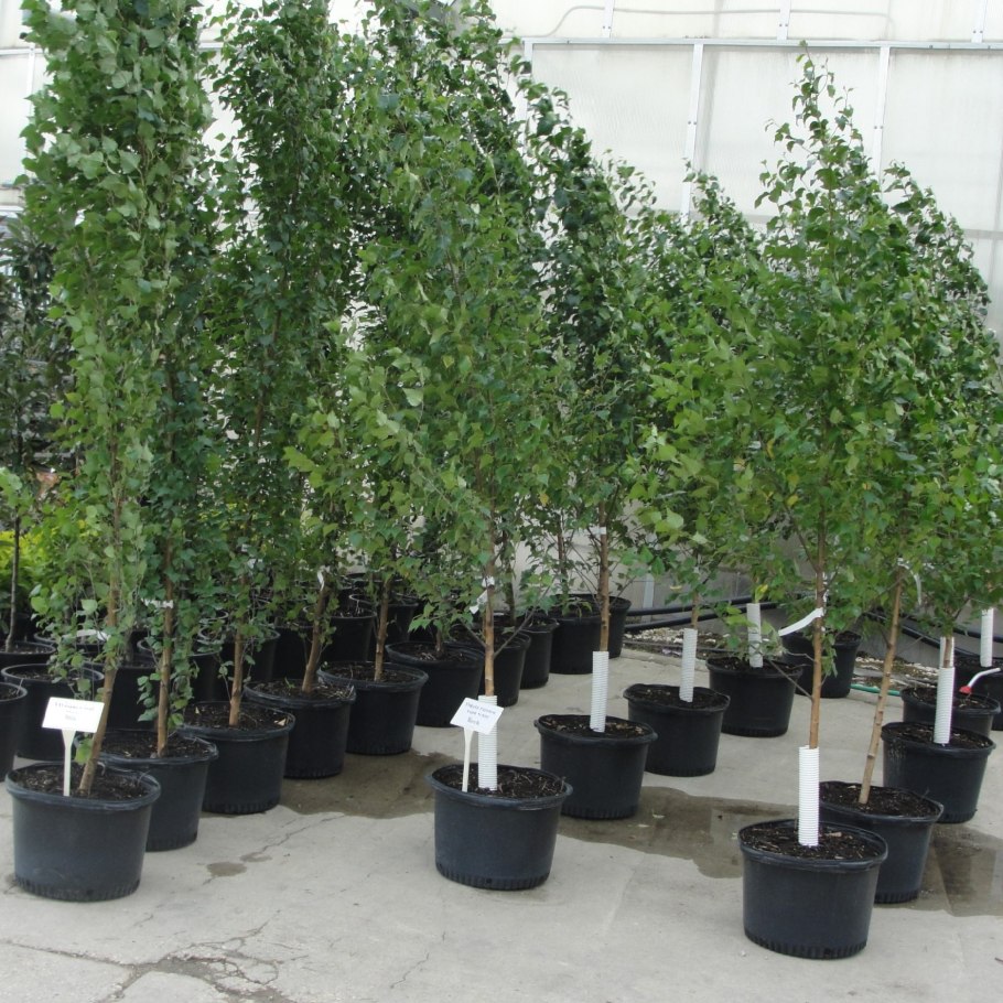 Betula pubescens листья