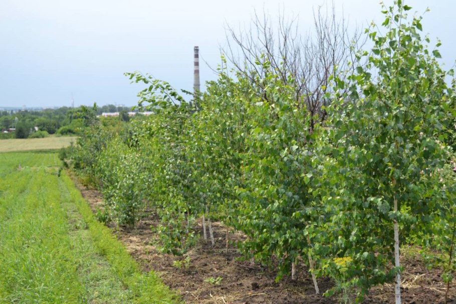 Береза повислая Юнги