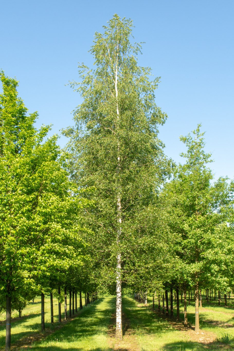 Саженец березы