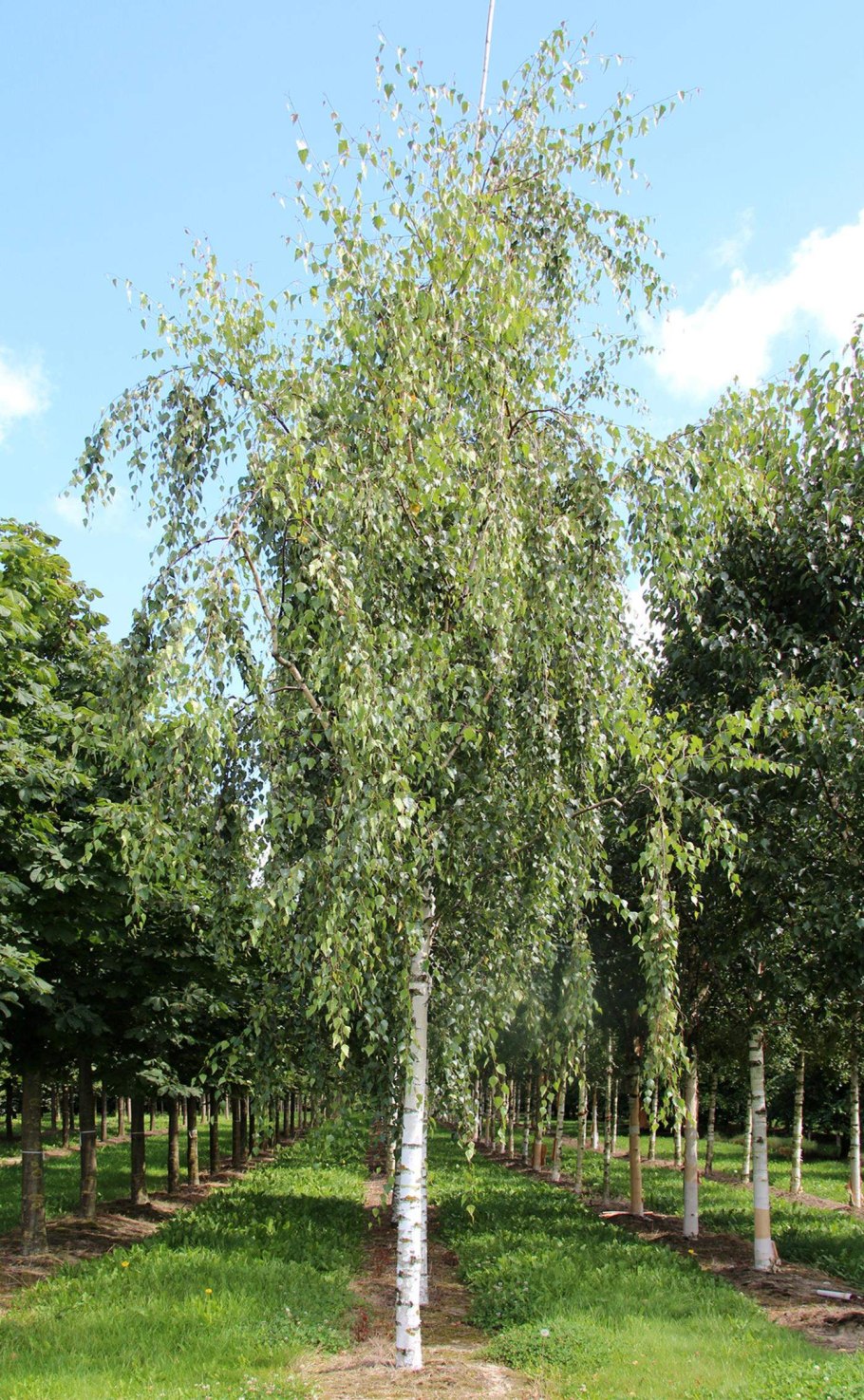 Берёза кустарниковая