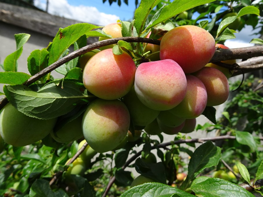 Алыча гибридная злато скифов