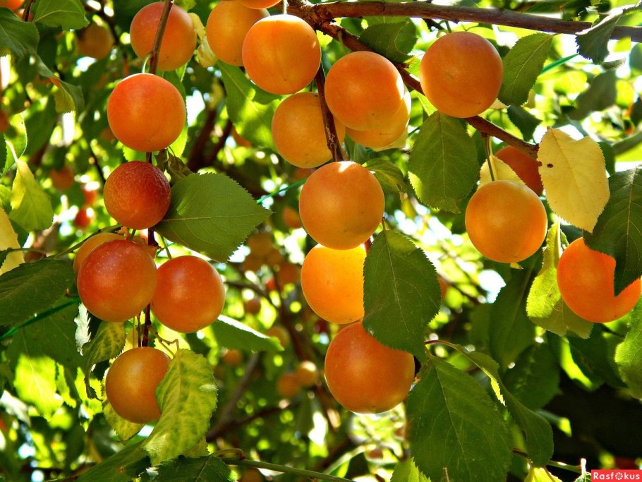 Алыча кустарник