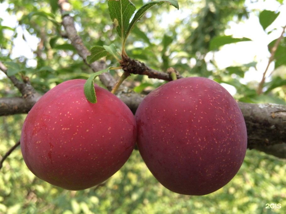 Слива Уральские зори