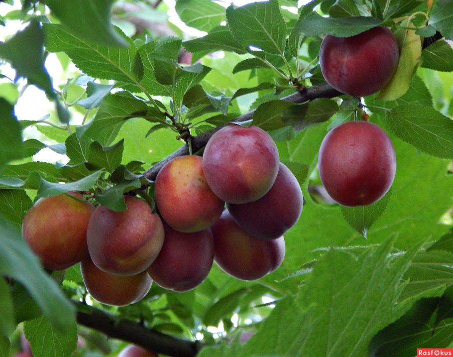 Слива Альдерман