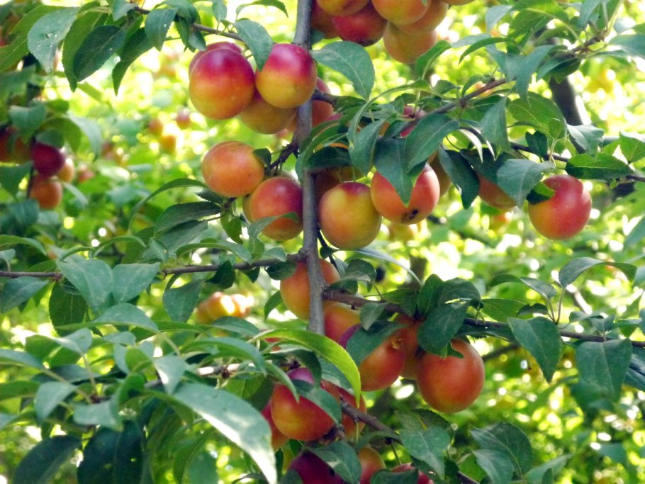 Алыча Эрли Голд