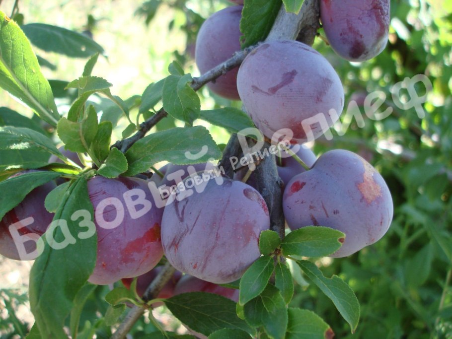 Сливы спелые