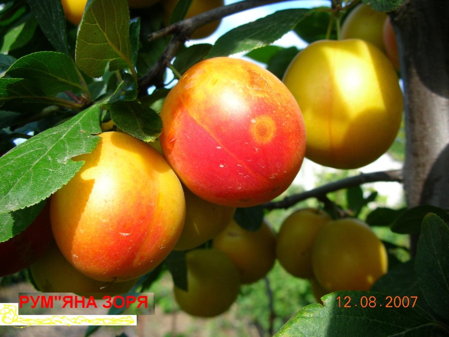 Алыча румяная Зорька (4 года)