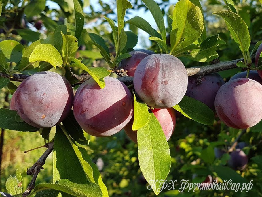 Алыча генерал