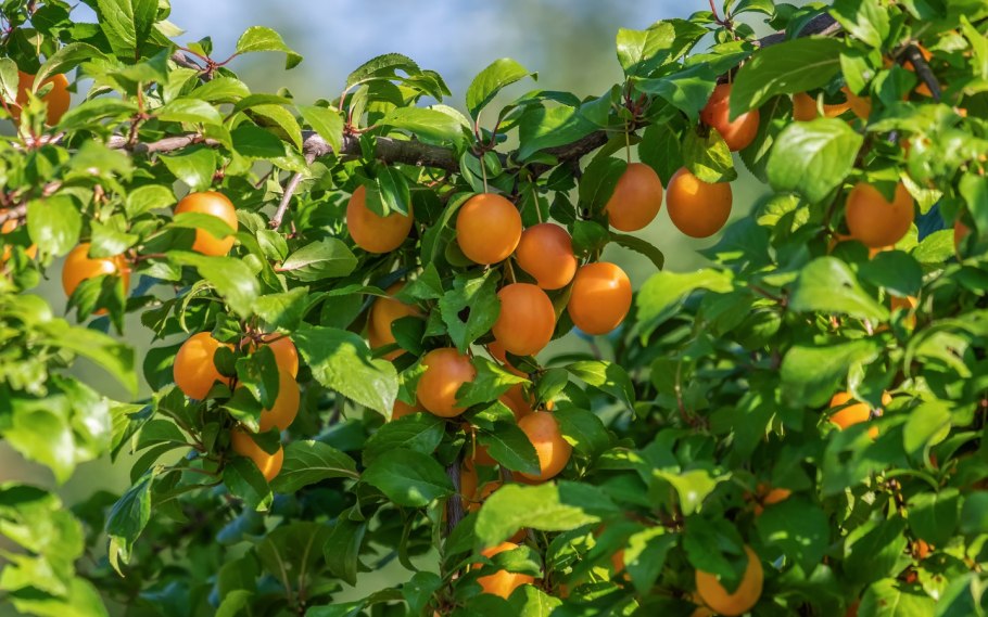 Слива Россошанская