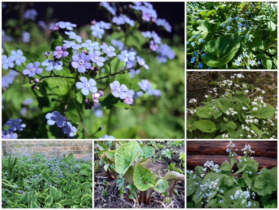 Многолетние неприхотливые цветы Бруннера