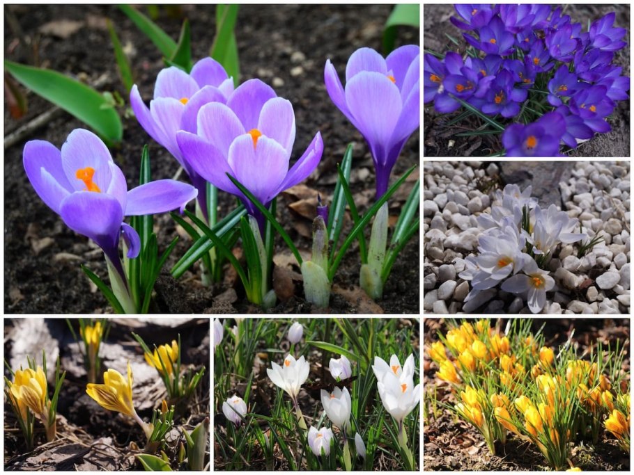 Аксамитки кореопсис