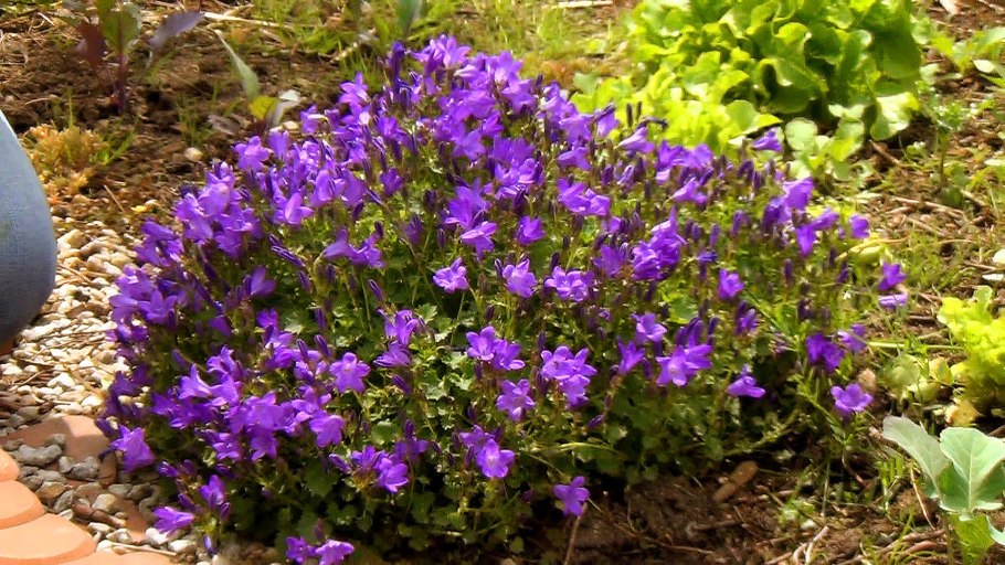 Астильба вандерфул Дэй
