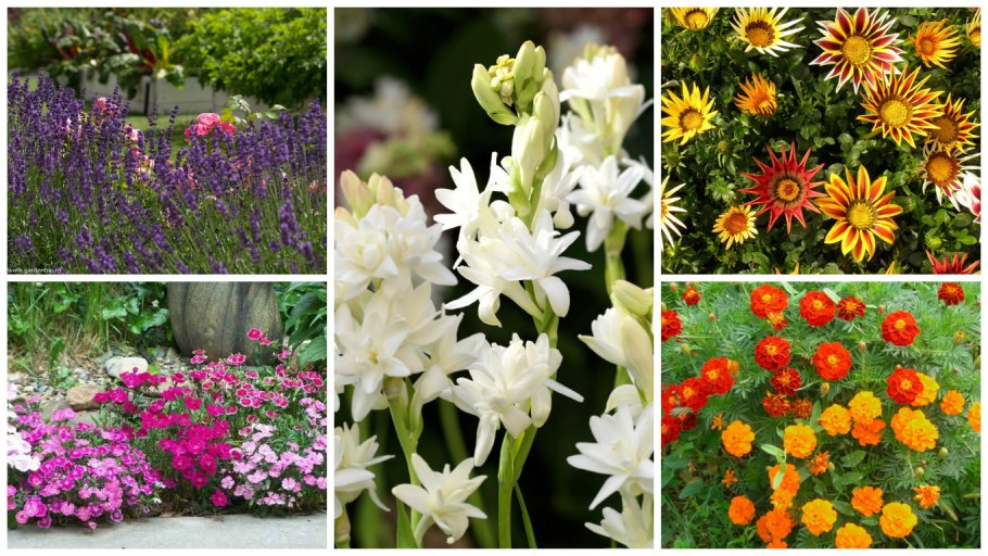 Самые простые клумбы для сада неприхотливые цветущие