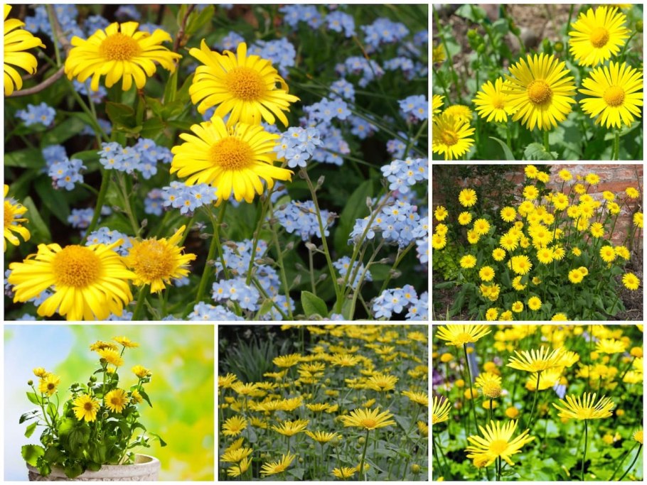 Какие цветы расцветут летом и осенью