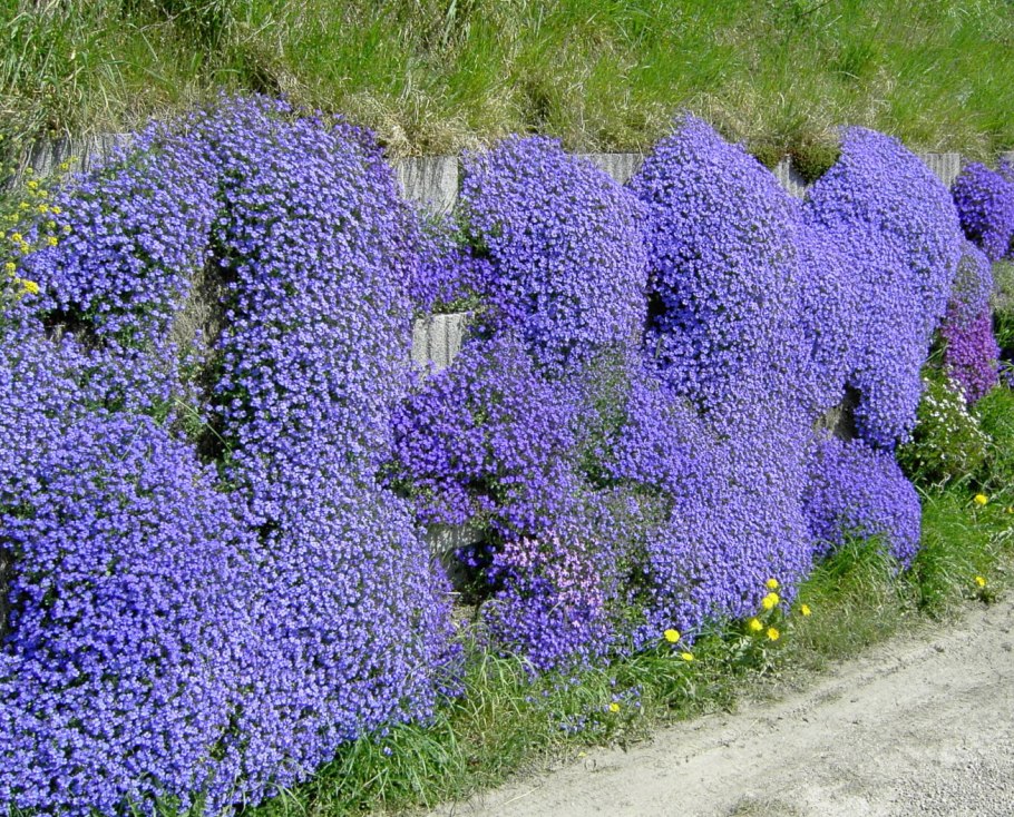 Дельфиниум и рудбекия