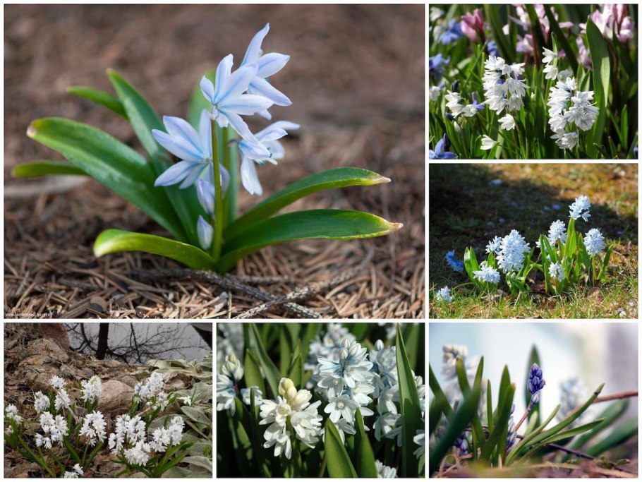 Пушкиния период цветения