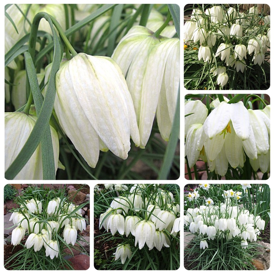 Рябчик шахматный мелеагрис Альба