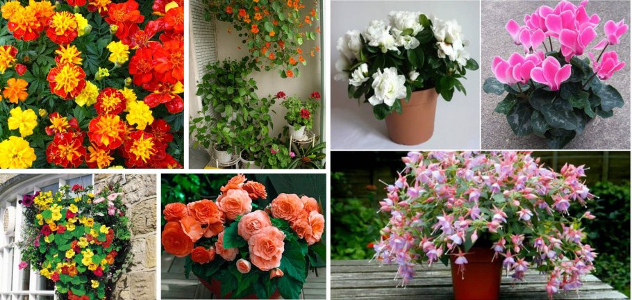 Виола Виттрока на клумбе