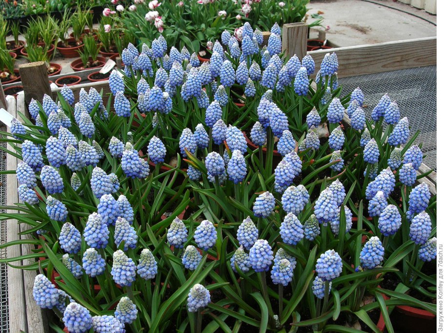 Раноцветущие однолетники