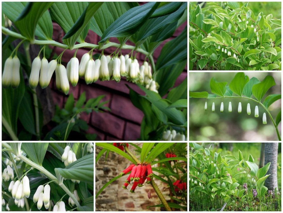 Купена розовая