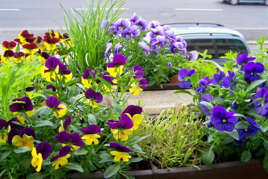 Алиссум цветы