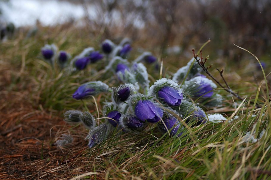 Горный Алтай цветы дикоросы