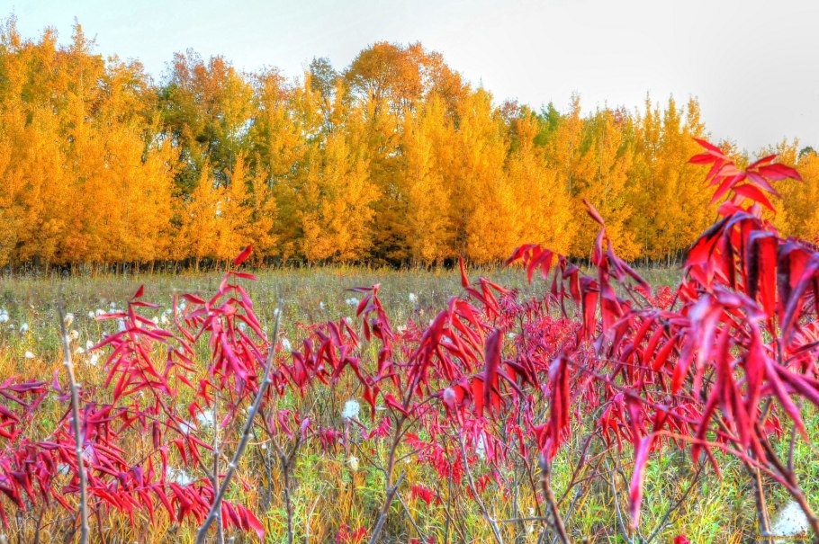 Осенняя растительность