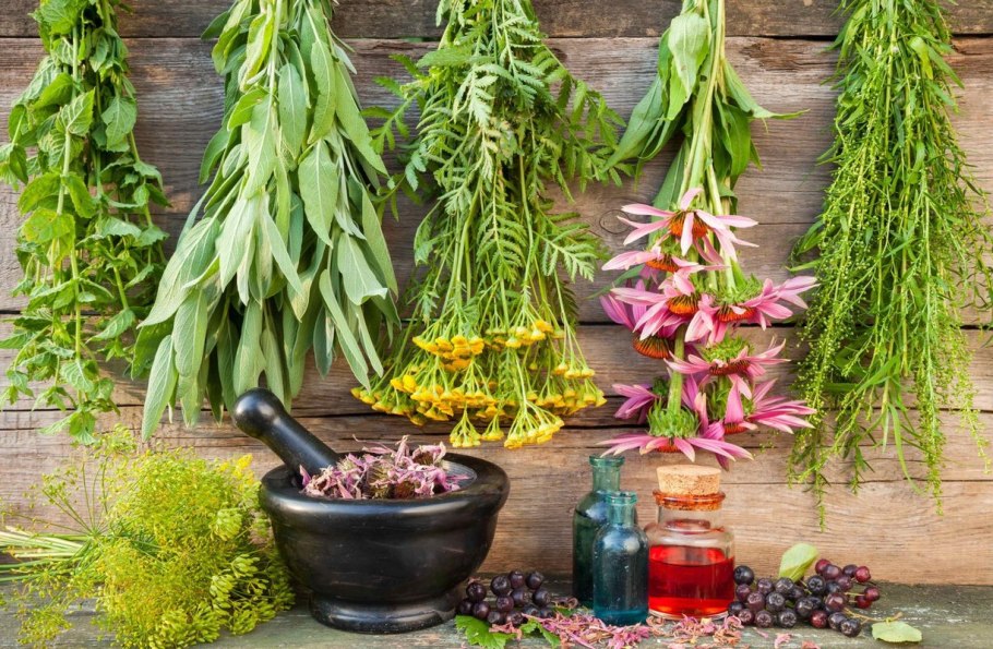 Красный Клевер Trifolium pratense