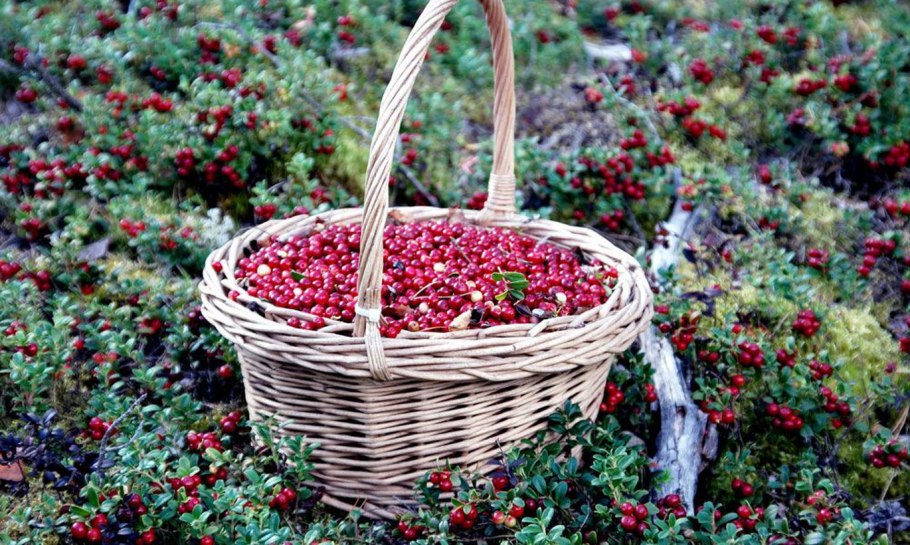 Брусника в лукошке