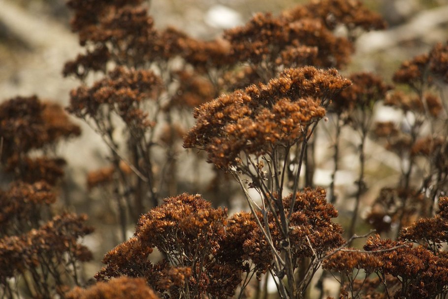Сухоцветы Эстетика поле